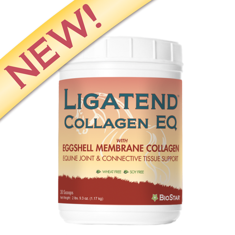 Ligatend Collagen EQ for healthy equine joints and connective tissue with Collagen | BioStar US