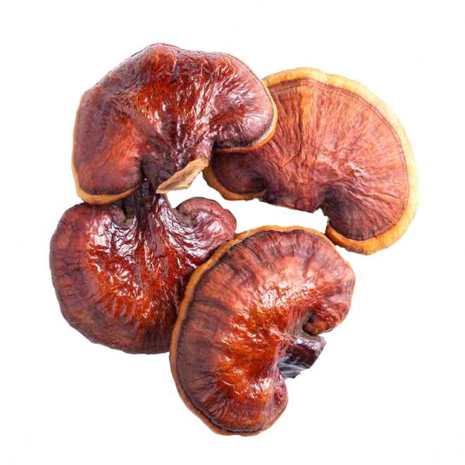 Immune Support