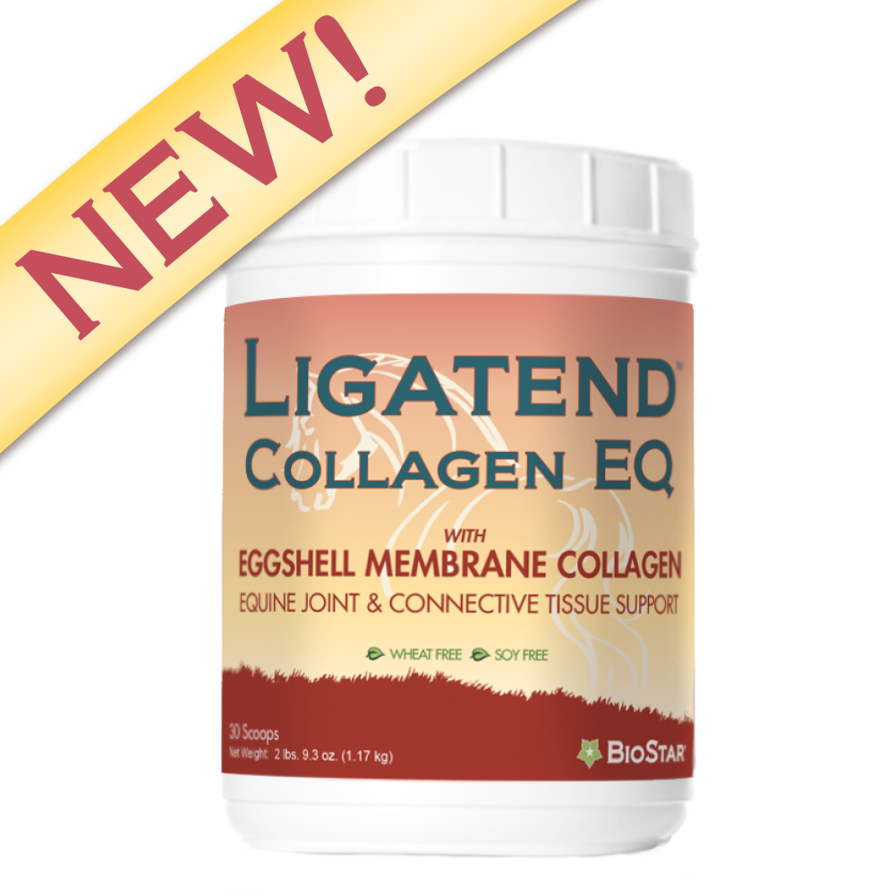 Ligatend Collagen EQ for healthy equine joints and connective tissue with Collagen | BioStar US