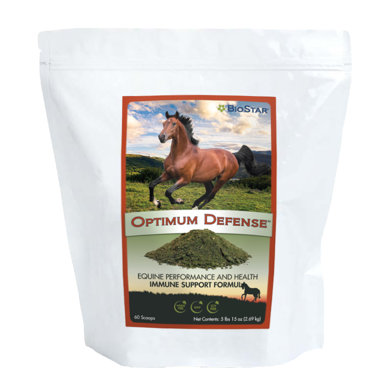 Turmeric for Horses Made Simple - The Little Feed Company
